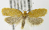  (Acleris minuta - MDH004630)  @15 [ ] Unspecified (default): All Rights Reserved  Unspecified Unspecified