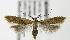  (Dichomeris punctipennella - MDH006780)  @15 [ ] Unspecified (default): All Rights Reserved  Unspecified Unspecified