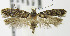 (Telphusa latifasciella - MDH006602)  @15 [ ] Unspecified (default): All Rights Reserved  Unspecified Unspecified