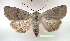  (Euxoa bostoniensis - UASM113673)  @15 [ ] Unspecified (default): All Rights Reserved  Unspecified Unspecified