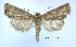  (Photedes didonea - UASM129127)  @14 [ ] Unspecified (default): All Rights Reserved  Unspecified Unspecified