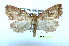  (Photedes includens - UASM99289)  @14 [ ] Unspecified (default): All Rights Reserved  Unspecified Unspecified