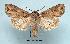  (Euxoa nostra - UASM24535)  @14 [ ] Unspecified (default): All Rights Reserved  Unspecified Unspecified