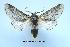  (Furcula furcula - UASM2749)  @15 [ ] Unspecified (default): All Rights Reserved  Unspecified Unspecified