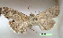  ( - UASM34987)  @12 [ ] Unspecified (default): All Rights Reserved  Unspecified Unspecified