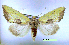  (Stiria rugifrons - UASM41329)  @14 [ ] Unspecified (default): All Rights Reserved  Unspecified Unspecified