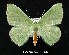  (Nemoria unitaria - UASM57584)  @15 [ ] Unspecified (default): All Rights Reserved  Unspecified Unspecified