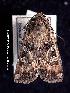  (Euxoa manitobana - UASM77993)  @12 [ ] Unspecified (default): All Rights Reserved  Unspecified Unspecified