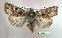  (Euxoa nomas - UASM78755)  @14 [ ] Unspecified (default): All Rights Reserved  Unspecified Unspecified