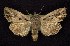  (Lacanobia atlantica - CNCNoctuoidea6355)  @14 [ ] Unspecified (default): All Rights Reserved  Unspecified Unspecified