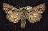 ( - CNCNoctuoidea6357)  @14 [ ] Unspecified (default): All Rights Reserved  Unspecified Unspecified