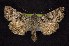  ( - CNCNoctuoidea6366)  @13 [ ] Unspecified (default): All Rights Reserved  Unspecified Unspecified