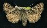  ( - CNCNoctuoidea6368)  @13 [ ] Unspecified (default): All Rights Reserved  Unspecified Unspecified