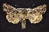  ( - CNCNoctuoidea6371)  @13 [ ] Unspecified (default): All Rights Reserved  Unspecified Unspecified