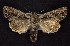  ( - CNCNoctuoidea6373)  @13 [ ] Unspecified (default): All Rights Reserved  Unspecified Unspecified