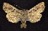  ( - CNCNoctuoidea6375)  @13 [ ] Unspecified (default): All Rights Reserved  Unspecified Unspecified