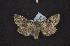  ( - CNCNoctuoidea6421)  @13 [ ] Unspecified (default): All Rights Reserved  Unspecified Unspecified