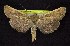  ( - CNCNoctuoidea6429)  @13 [ ] Unspecified (default): All Rights Reserved  Unspecified Unspecified