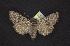  (Lasionycta fergusoni - CNCNoctuoidea6446)  @14 [ ] Unspecified (default): All Rights Reserved  Unspecified Unspecified