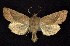  ( - CNCNoctuoidea6455)  @12 [ ] Unspecified (default): All Rights Reserved  Unspecified Unspecified