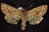  ( - CNCNoctuoidea6456)  @12 [ ] Unspecified (default): All Rights Reserved  Unspecified Unspecified
