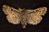  ( - CNCNoctuoidea6524)  @14 [ ] Unspecified (default): All Rights Reserved  Unspecified Unspecified