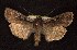  ( - CNCNoctuoidea6525)  @14 [ ] Unspecified (default): All Rights Reserved  Unspecified Unspecified