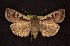  ( - CNCNoctuoidea6535)  @14 [ ] Unspecified (default): All Rights Reserved  Unspecified Unspecified