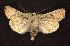  (Euxoa tristicula - CNCNoctuoidea6541)  @14 [ ] Unspecified (default): All Rights Reserved  Unspecified Unspecified