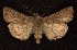  ( - CNCNoctuoidea6544)  @14 [ ] Unspecified (default): All Rights Reserved  Unspecified Unspecified