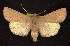  ( - CNCNoctuoidea6547)  @14 [ ] Unspecified (default): All Rights Reserved  Unspecified Unspecified