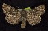  ( - CNCNoctuoidea6564)  @14 [ ] Unspecified (default): All Rights Reserved  Unspecified Unspecified
