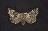  (Lasionycta caesia - CNCNoctuoidea6571)  @13 [ ] Unspecified (default): All Rights Reserved  Unspecified Unspecified