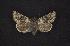  ( - CNCNoctuoidea6572)  @13 [ ] Unspecified (default): All Rights Reserved  Unspecified Unspecified