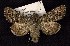  (Lasionycta coloradensis - CNCNoctuoidea6595)  @14 [ ] Unspecified (default): All Rights Reserved  Unspecified Unspecified