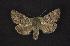  ( - CNCNoctuoidea6611)  @13 [ ] Unspecified (default): All Rights Reserved  Unspecified Unspecified