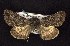  ( - CNCNoctuoidea6627)  @13 [ ] Unspecified (default): All Rights Reserved  Unspecified Unspecified