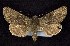  ( - CNCNoctuoidea6629)  @13 [ ] Unspecified (default): All Rights Reserved  Unspecified Unspecified