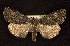  ( - CNCNoctuoidea6654)  @14 [ ] Unspecified (default): All Rights Reserved  Unspecified Unspecified