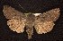  (Euxoa fumalis - CNCNoctuoidea6702)  @14 [ ] Unspecified (default): All Rights Reserved  Unspecified Unspecified