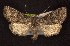  ( - CNCNoctuoidea6719)  @14 [ ] Unspecified (default): All Rights Reserved  Unspecified Unspecified