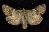  ( - CNCNoctuoidea6778)  @13 [ ] Unspecified (default): All Rights Reserved  Unspecified Unspecified