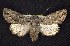  ( - CNCNoctuoidea6821)  @13 [ ] Unspecified (default): All Rights Reserved  Unspecified Unspecified