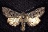  ( - CNCNoctuoidea6823)  @13 [ ] Unspecified (default): All Rights Reserved  Unspecified Unspecified