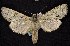  ( - CNCNoctuoidea6826)  @14 [ ] Unspecified (default): All Rights Reserved  Unspecified Unspecified