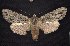  ( - CNCNoctuoidea6827)  @14 [ ] Unspecified (default): All Rights Reserved  Unspecified Unspecified