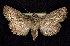  ( - CNCNoctuoidea7415)  @13 [ ] Unspecified (default): All Rights Reserved  Unspecified Unspecified