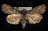  ( - CNCNoctuoidea7417)  @13 [ ] Unspecified (default): All Rights Reserved  Unspecified Unspecified