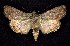 ( - CNCNoctuoidea7418)  @14 [ ] Unspecified (default): All Rights Reserved  Unspecified Unspecified