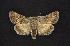  ( - CNCNoctuoidea7449)  @13 [ ] Unspecified (default): All Rights Reserved  Unspecified Unspecified